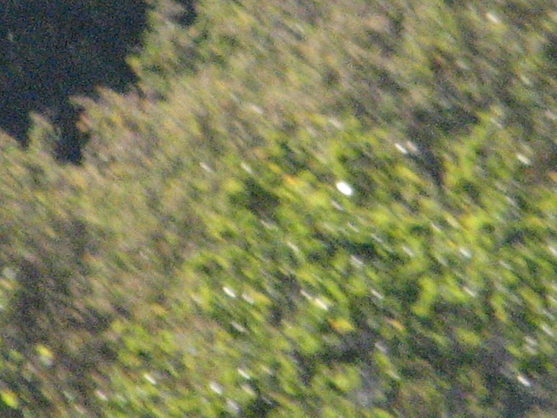 2009/10(October)/Misc/800x600_20100206 540.JPG